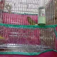 قناری نر مست|پرنده|قیدار, |دیوار