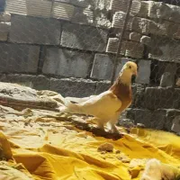 کبوتر|پرنده|زابل, |دیوار
