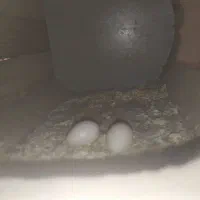 عروس هلندی آلبینو مولد و مرغ عشق نر|پرنده|چابهار, |دیوار