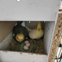 مرغ عروس هلندی|پرنده|کاشان, فین بزرگ|دیوار