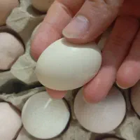 تخم مرغ محلی زینتی نژاد امروک برهما مرغ شاخدار