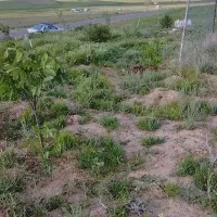 زمین کشاورزی ۶۵۰۰|فروش زمین و ملک کلنگی|هریس, |دیوار