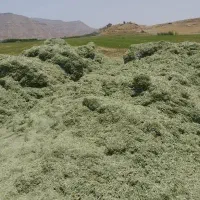 یونجه