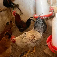 خروس محلی مناسب قربانی و نگهداری|حیوانات مزرعه|ابهر, |دیوار