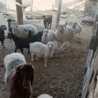 بره وکهره