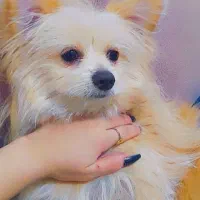 پسر ناناز 8 ماهه|سگ|بومهن, |دیوار