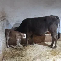 گاو گوساله نرتازه زا