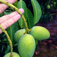 آلبالو بلوبر استار جکفروت کیوی سیب سرخ|خدمات باغبانی و درختکاری|بندرعباس, |دیوار