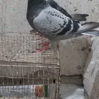 سینه سیاه چنگ سفید|پرنده|شیراز, رکن‌آباد|دیوار