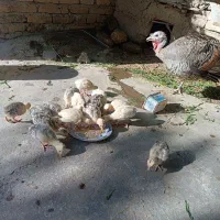 بوقلمون  با ۱۵ بچه ۱۵ روزه