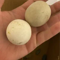 دوتا سنگ اسیاب و عقیق