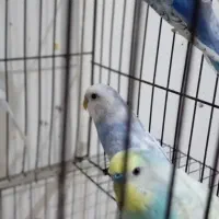 مرغ عشق رینبو|پرنده|بندرعباس, |دیوار