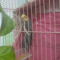 عروس هلندی  سخنگو