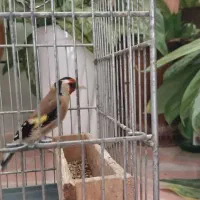 سهره مست زیر دهن