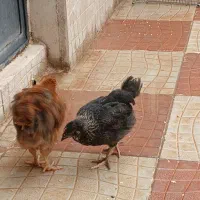 جوجه مرغ و خروس سه ماهه