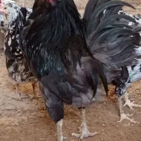 خروس گلین
