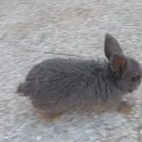 یکه عدد خرگوش لوپ