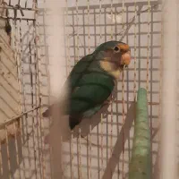 کوتوله و2جفت عروس  و1جفت بنگالی۲جفت فنچ