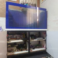 اکواریوم|ماهی|گلستان (تهران), |دیوار