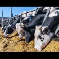 رهن اجاره گاوداری صنعتی ۱۵۰ راسی