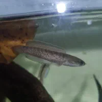 انواع ماهی آکواریوم (سالن تکثیر)|ماهی|تبریز, |دیوار