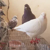 کبوتر کینگ‌شاهی غول|پرنده|قم, باجک یک|دیوار