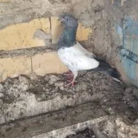 پرنده. طوقی|پرنده|خرمشهر, |دیوار