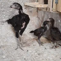 مرغ لاری ،جوجه لاری،|حیوانات مزرعه|قم, آزادگان|دیوار
