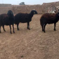 بره ماده فروشی