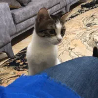 گربه حمایتی