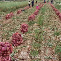 سی هکتار زمین قطره ای لوله هشت