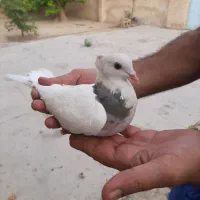 کبوتر