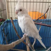 دوعددجوجه‌عروس‌هلندیدوروماده‌ آلبینوهه‌ چشم‌قرمزه.