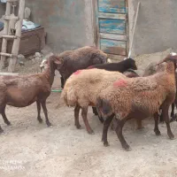 گوسفنددامازلق پنج عددجوان وبره دار وپرشیر|حیوانات مزرعه|تبریز, |دیوار