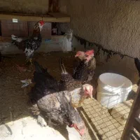 سه تاخروس گلین بالغ ونیمچه معاوضه کفتر مرغ پرنده|حیوانات مزرعه|محمدشهر, یزدیها|دیوار