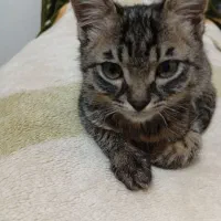 واگذاری گربه|گربه|شیراز, سرو|دیوار