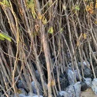 نهالستان تولید صنوبر و میوه و بادام و گردو|خدمات باغبانی و درختکاری|سیرجان, |دیوار