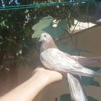 جوجه کبوترهای زیبا|پرنده|رشت, آب و برق|دیوار