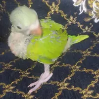فروش فوری ملنگو دستی|پرنده|کنارک, |دیوار