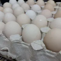 تخم مرغ نطفه دار