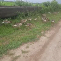 غاز تعداد۲۸عدد