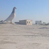 کبوتر پرشی|پرنده|الوند, |دیوار