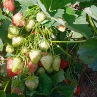 نشاء توت فرنگی