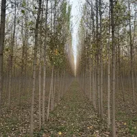 نیگــراترکــیه فرصت طلایی برای باغداران حرفه‌ای