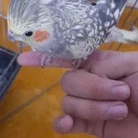 عروس هلندی خشگل