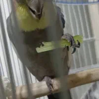 کوکاتیل عروس هلندی اصیل