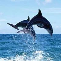 تور  سه روزه قشم