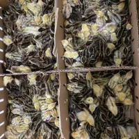 تخم نطفه دار بلدرچین با ضمانت هچ بالا|حیوانات مزرعه|مشهد, جانباز|دیوار