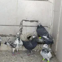 پلاکی بزک|پرنده|شیراز, گویم|دیوار