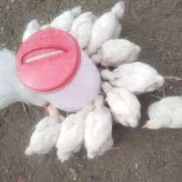 جوجه گوشتی